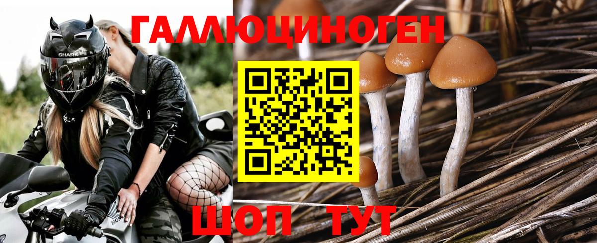 Псилоцибиновые грибы Psilocybe Серпухов